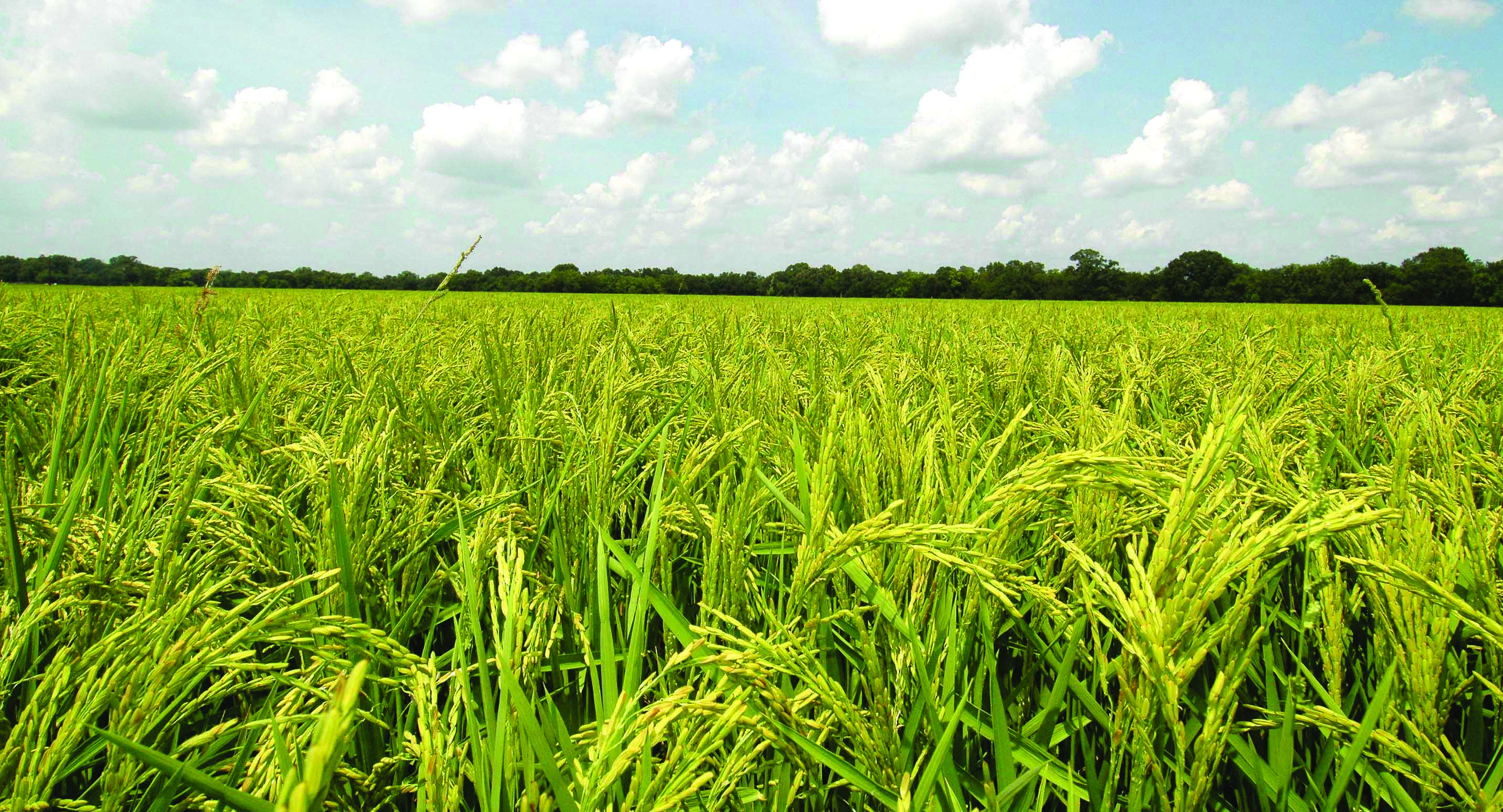 CRISP-RICE: LSU AgCenter Leading the Effort to Improve Sustainability and Profitability of Rice Farming 
